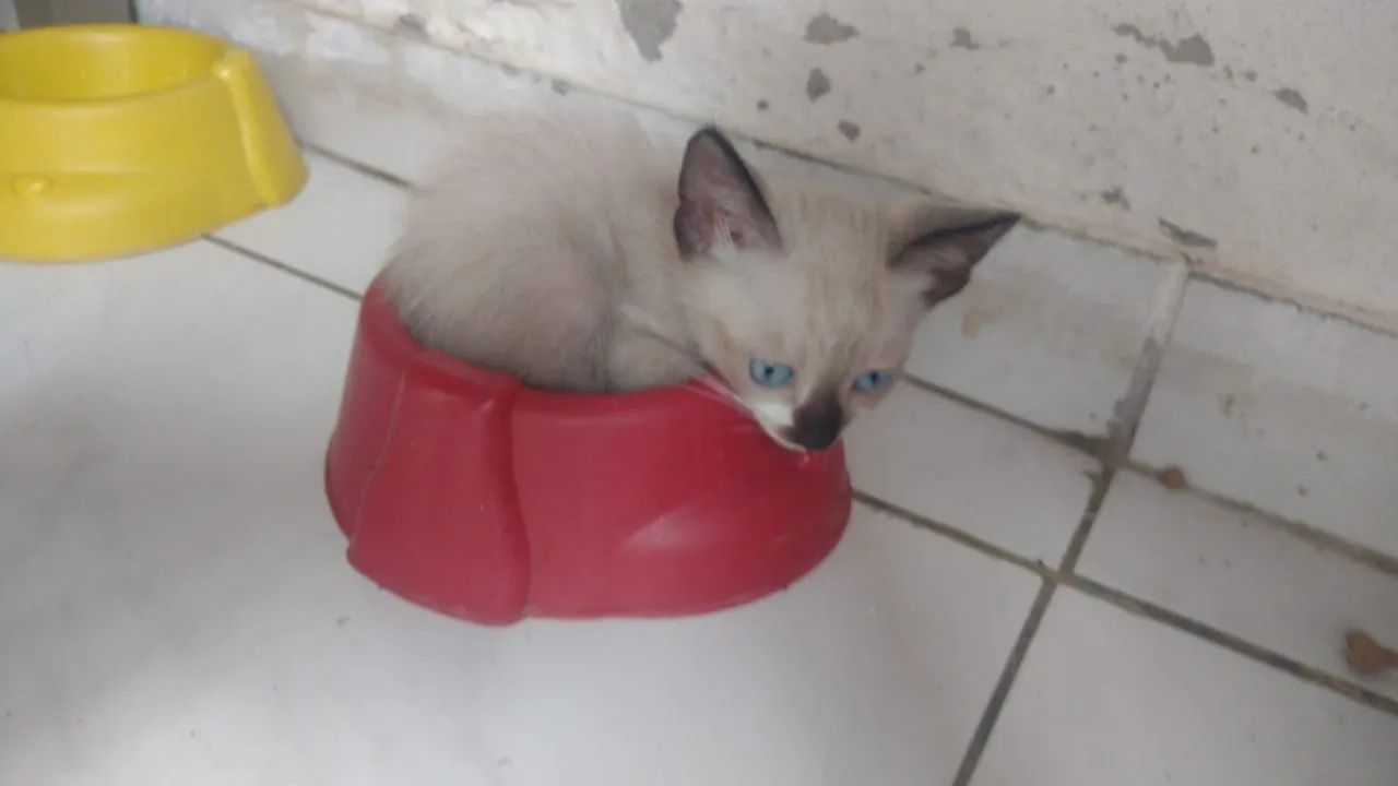 Doar gatos - Foto 2