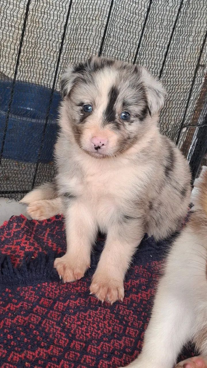 Macho com pedigree  - Foto 3