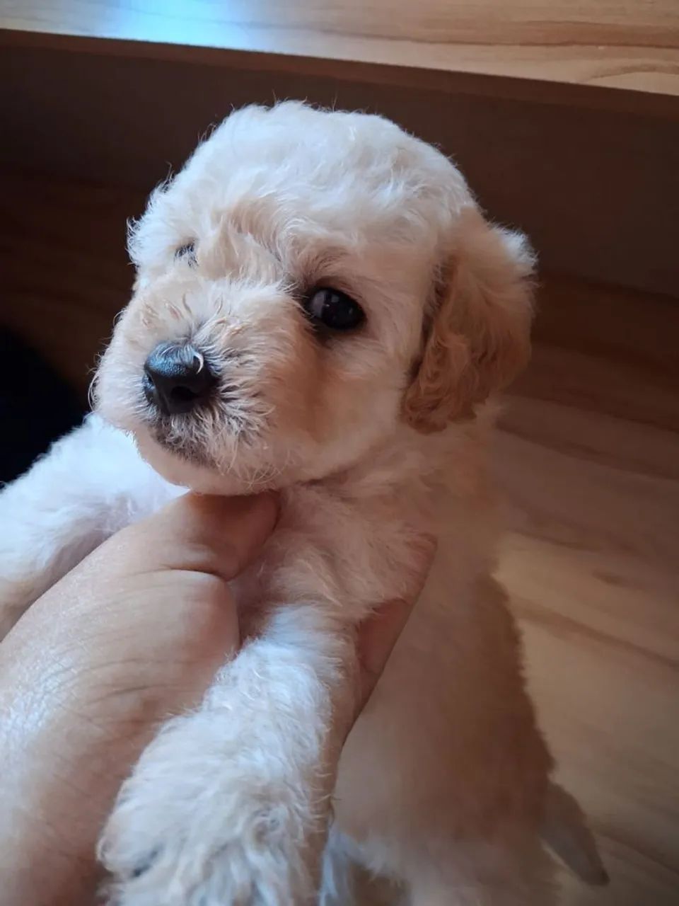 Vendo Poodle   - Foto 5