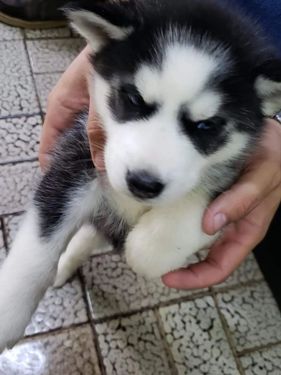 Husky macho disponível  - Foto 5