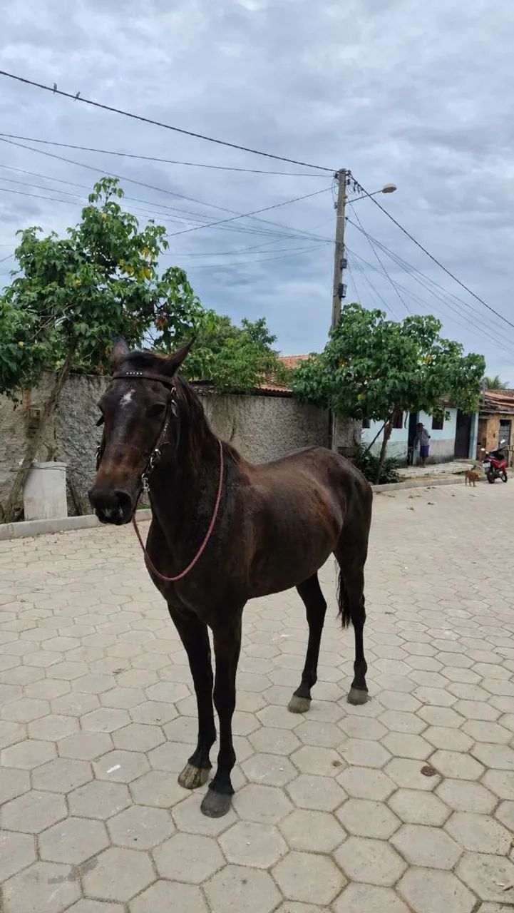 Cavalo