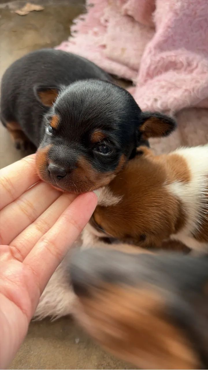 pinscher MACHO 