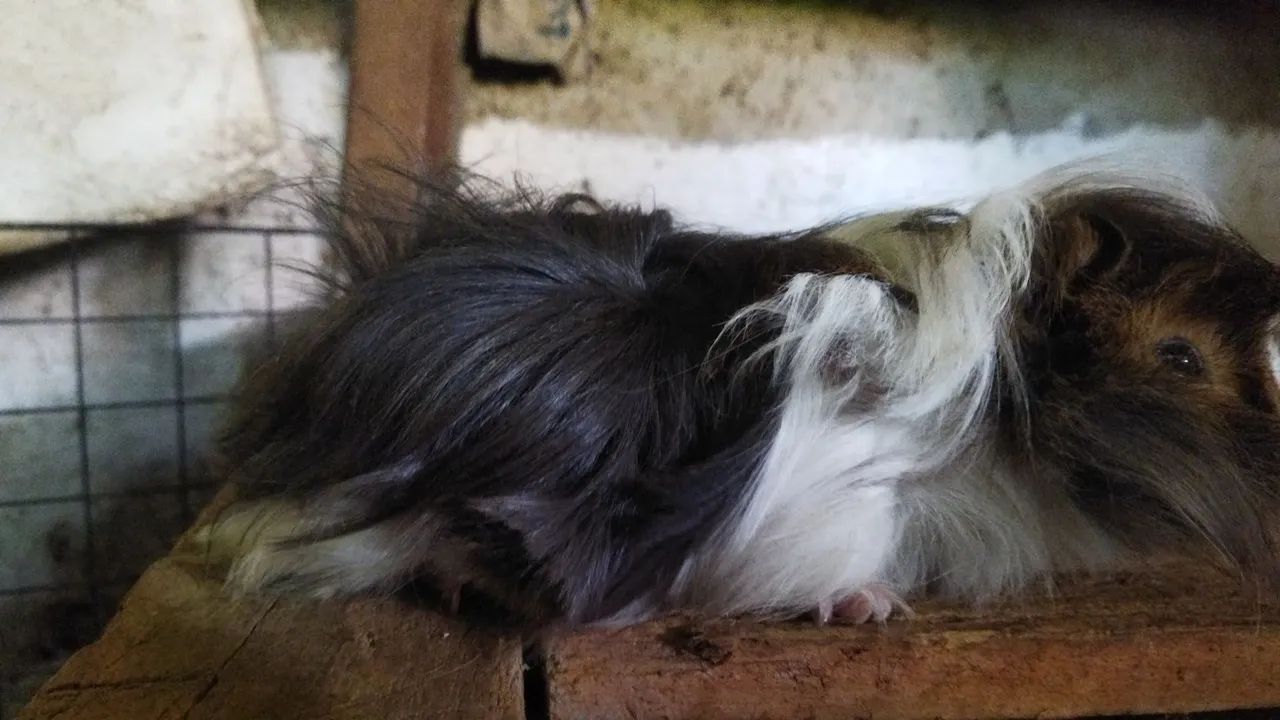 Porquinho da Índia (Preá) - Foto 2