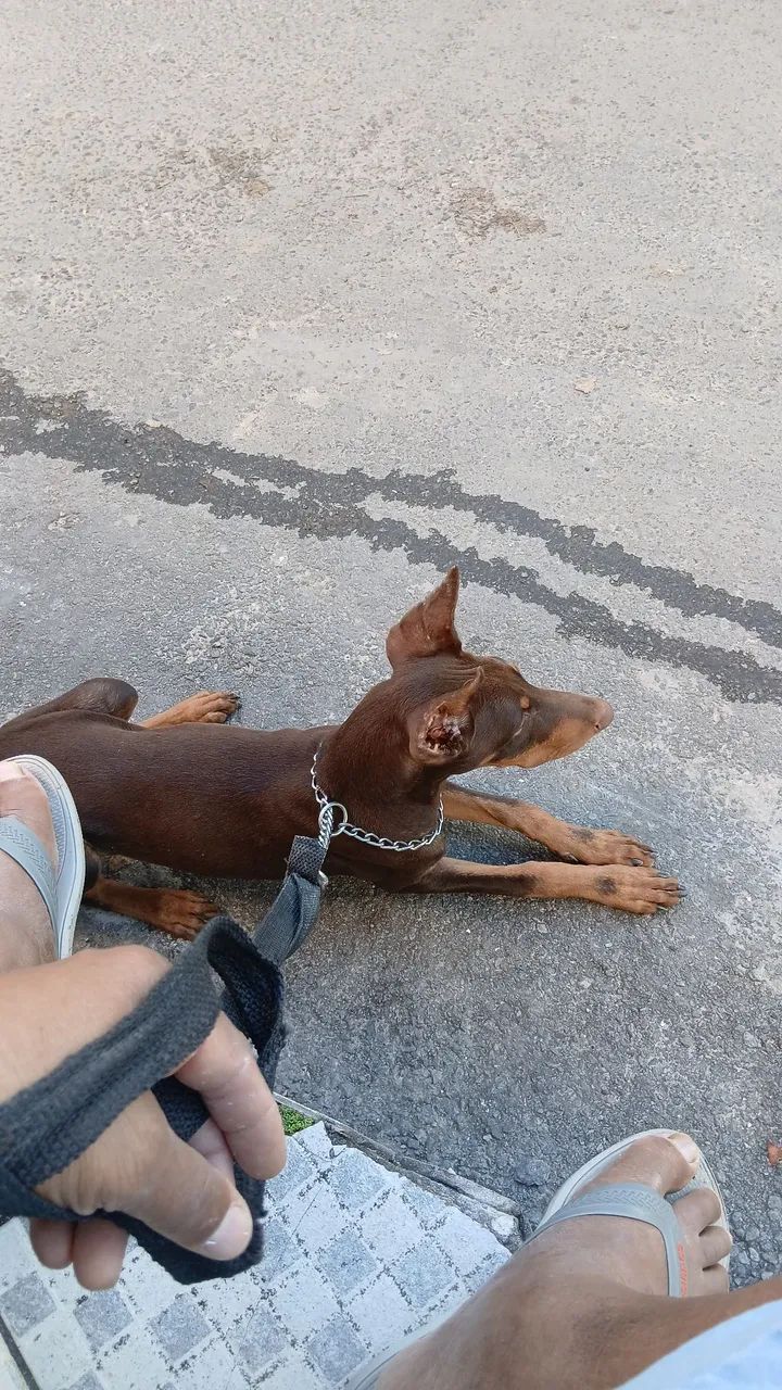 Doberman 5 meses - Foto 4