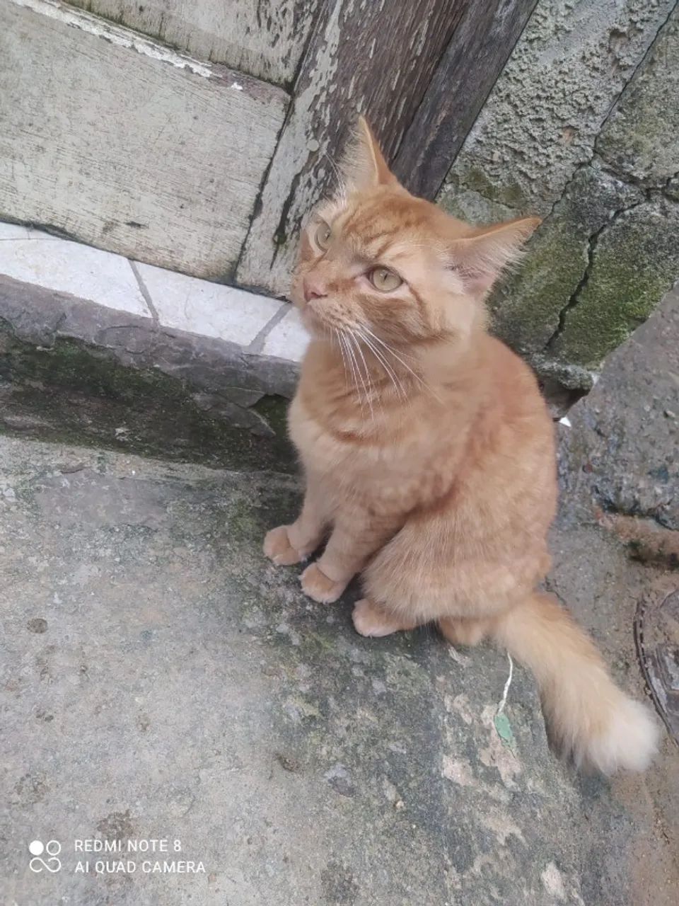 Gatos para Adoção  - Foto 3