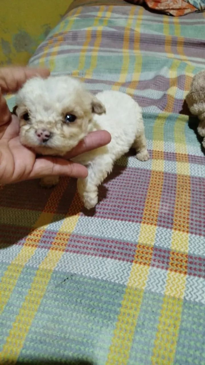 Poodle toyzinho