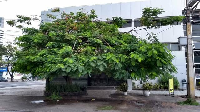 Corte e Poda de Árvores em Geral de Alta Complexidade - Foto 2