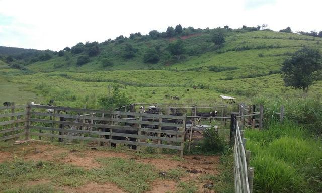 36 hectares na região pingo dagua - Foto 8