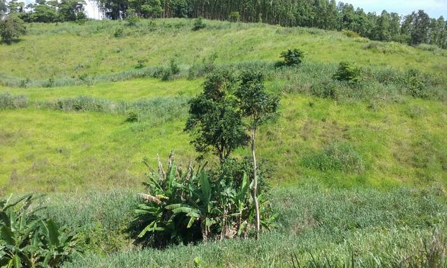 36 hectares na região pingo dagua - Foto 3