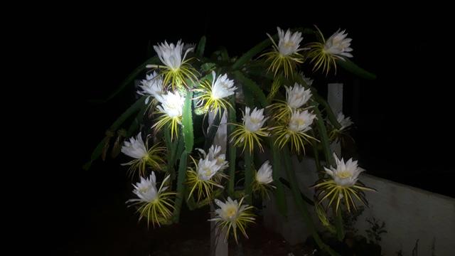Pitaya Vermelha - Foto 2
