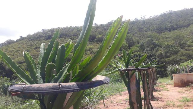 Pitaya Vermelha - Foto 5