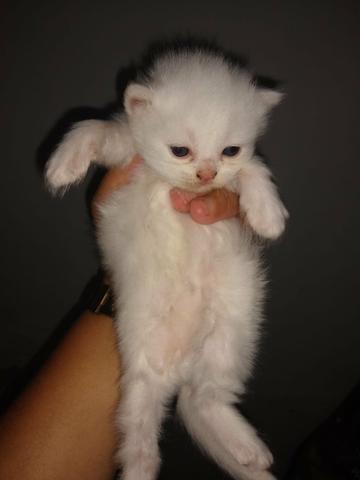 Vendo gato peça - Foto 3