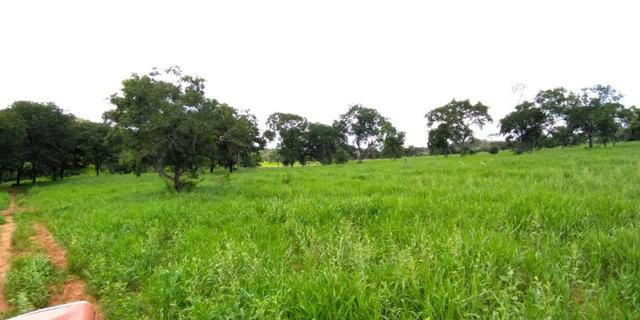 Fazenda com 686he, c/ 350He formado, terra boa, 30km antes Guiratinga-MT - Foto 8