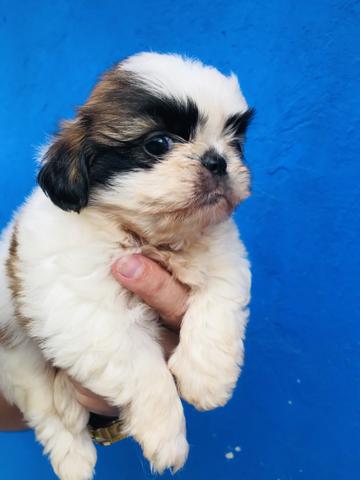Machos shih tzu só 450