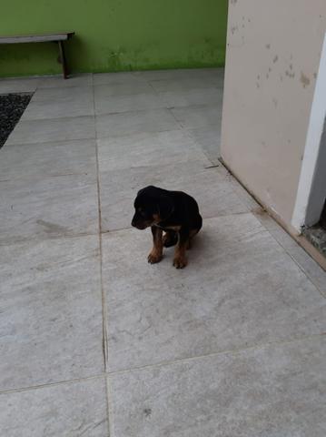 Cachorrinhos para doação responsável - Foto 5