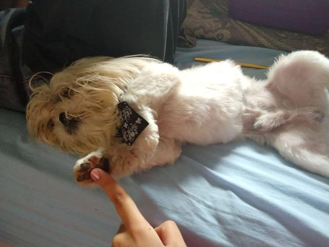 Shih-tzu