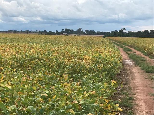 Fazenda 302 Hectares Plantando Lavoura - MT - Foto 7