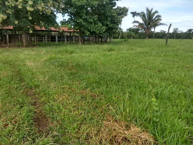Fazenda com 200he, c/ 50% formado, terra de cultura, 40km de Cuiabá-MT - Foto 6