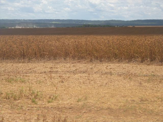 Fazenda 3.771 Hectares Plantando Lavoura - Canarana - MT - Foto 6