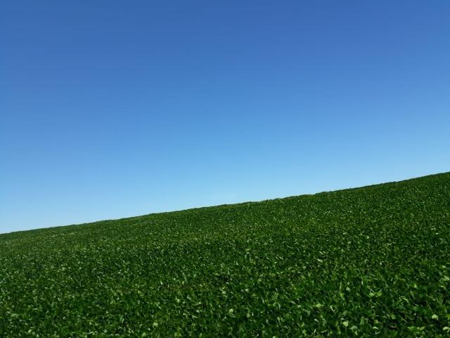 Fazenda c/ 620he, plantando em 200he, 240he em pastagens, Itiquira-MT - Foto 3