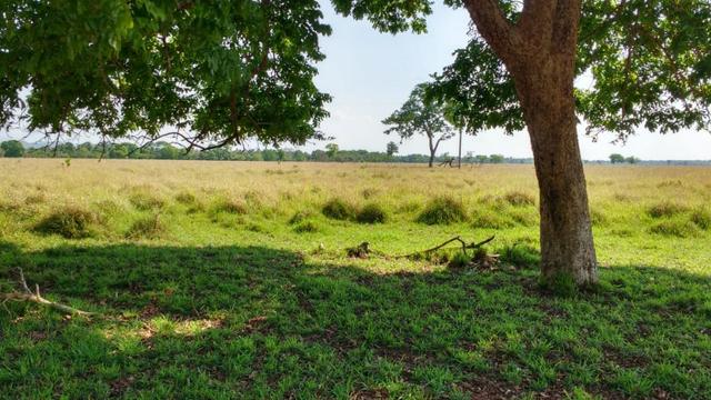 Fazenda c/ 1.000he, 620he formados, Itiquira-MT - Foto 12