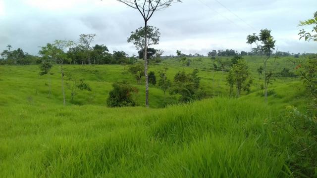 Fazenda em Porto Acre- AC - Foto 3