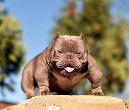 American Bully sangues Importados