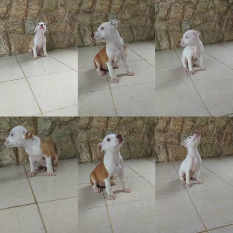 Filhotes de pitbull