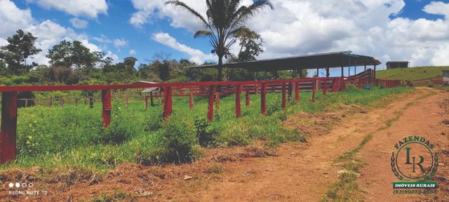 Oportunidade Fazenda Pecuária Próximo de Palmas - Foto 5