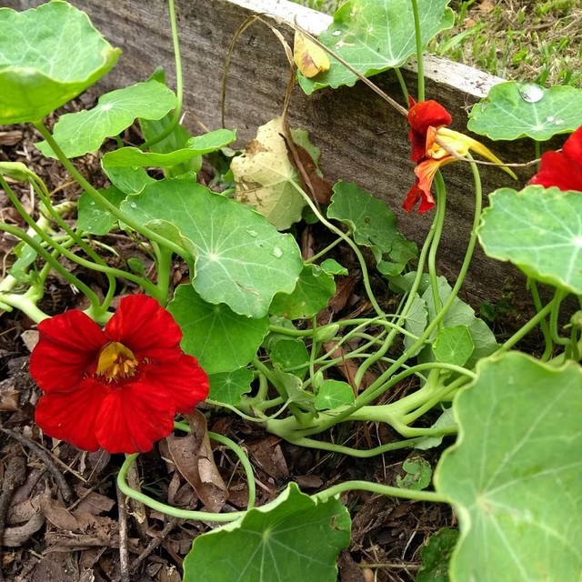MUDAS DE CAPUCHINHAS E PANCS - Foto 3