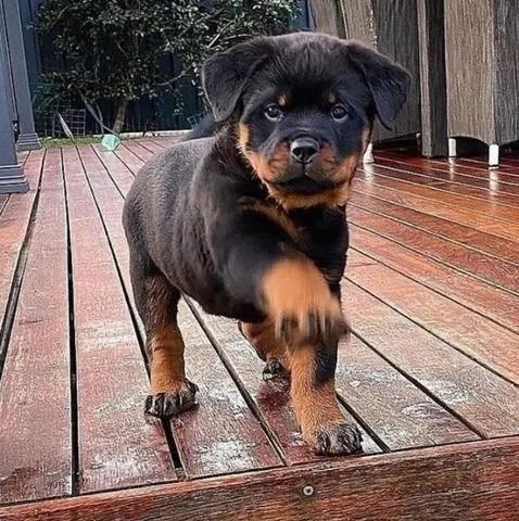 Rottweiler Cabeça De Touro