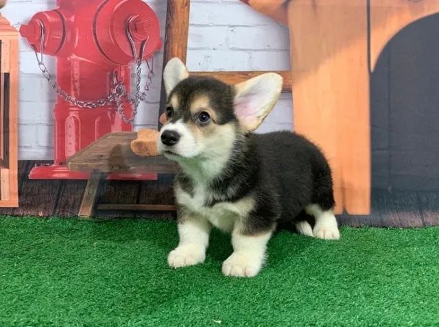 Corgi Wrlsh Corgi pembroke 736 - Foto 3
