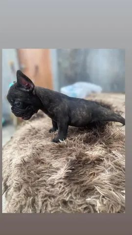 FILHOTES DE BULDOGUE FRANCÊS R$1300