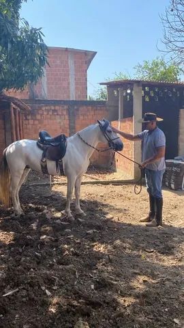 Cavalo MM marcha batida e de centro  - Foto 6
