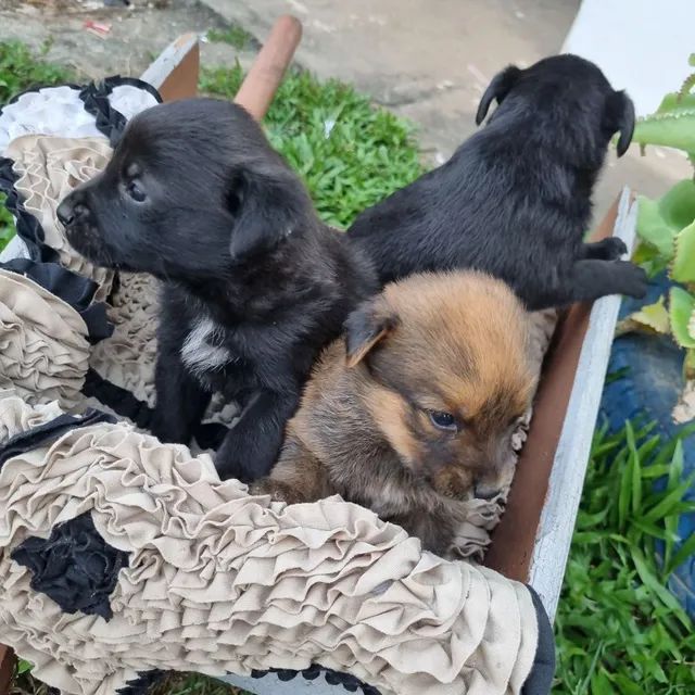 Doa Se Urgente Lindo Filhote De Fila Brasileiro Preto