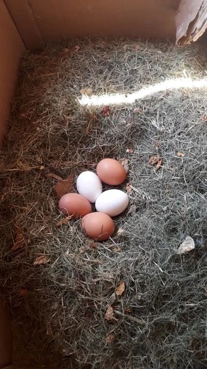 Ovos de galinha caipira - Foto 2