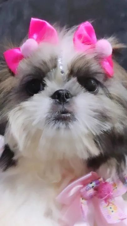 Lindos bebês Shitzu perfeitos com vacina importada de melhor qualidade 