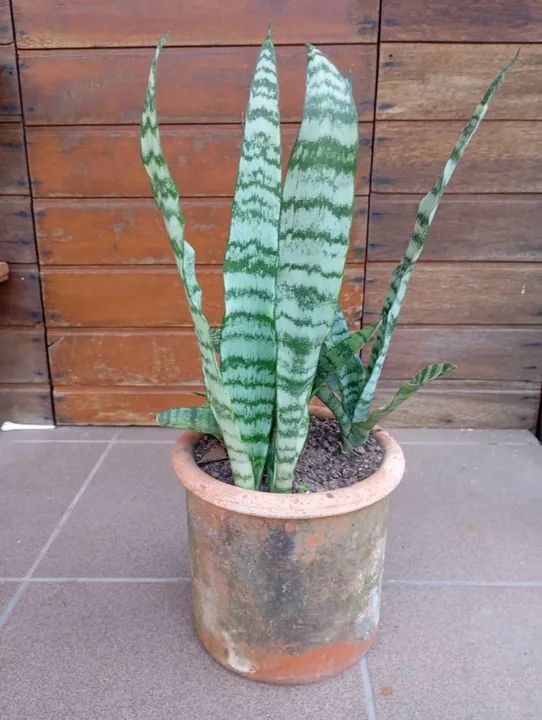 Muda Espada de São Jorge - Foto 4