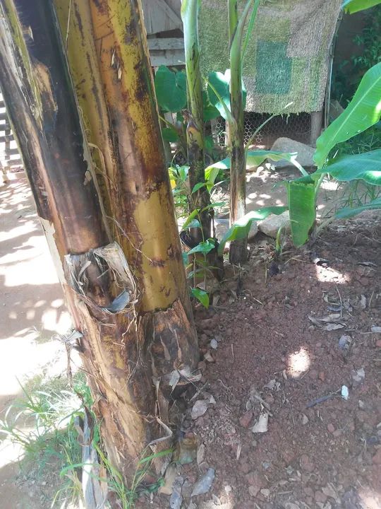 Mudas de banana dagua