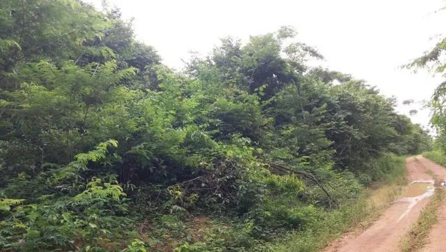 Foto - Parauapebas - 