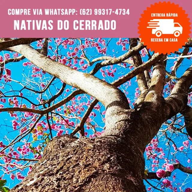 Mudas Nativas do Cerrado