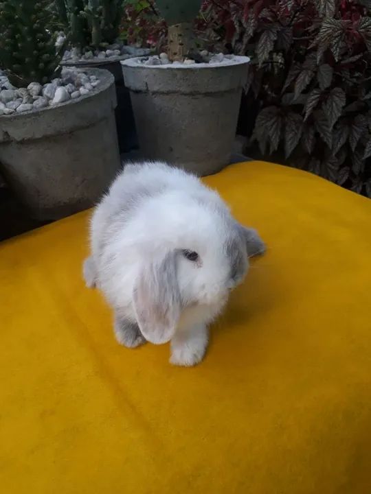  Mini Lop uruguaio importado megpie  - Foto 2