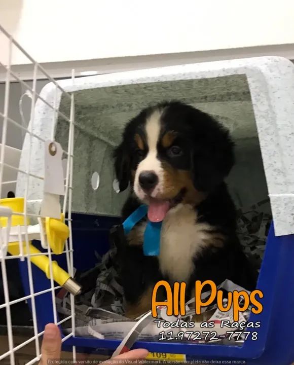 Bernese Mountain (Boiadeiro), com garantia total de saúde em contrato