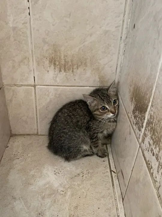 Gatinho filhote disponível para adoção - Foto 3