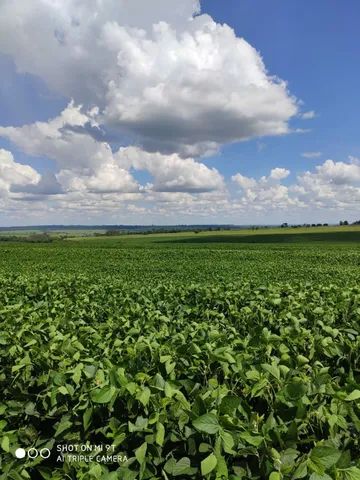 Fazenda 120 alqueiro 100 planta 