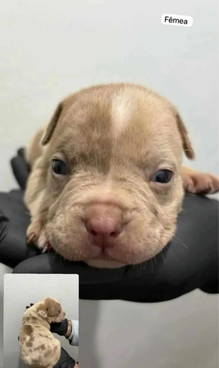 Bully Breeds Batman American Bully 7month Old American Bully