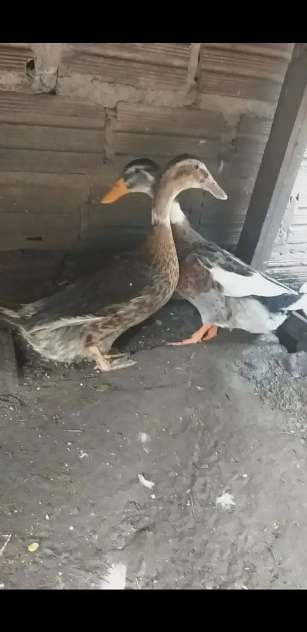Patos Lindos