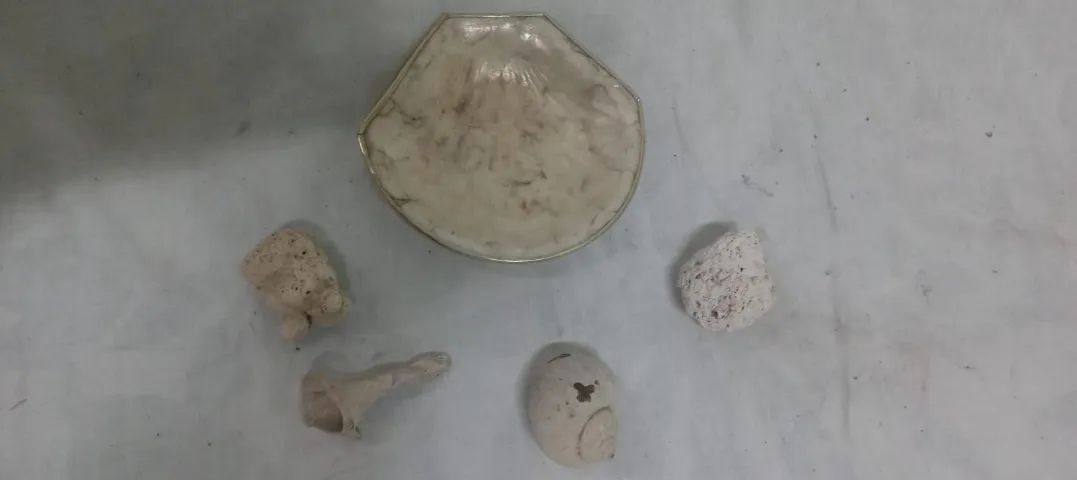 Decoração com Concha feita de madrepérola com uma borda - Foto 5