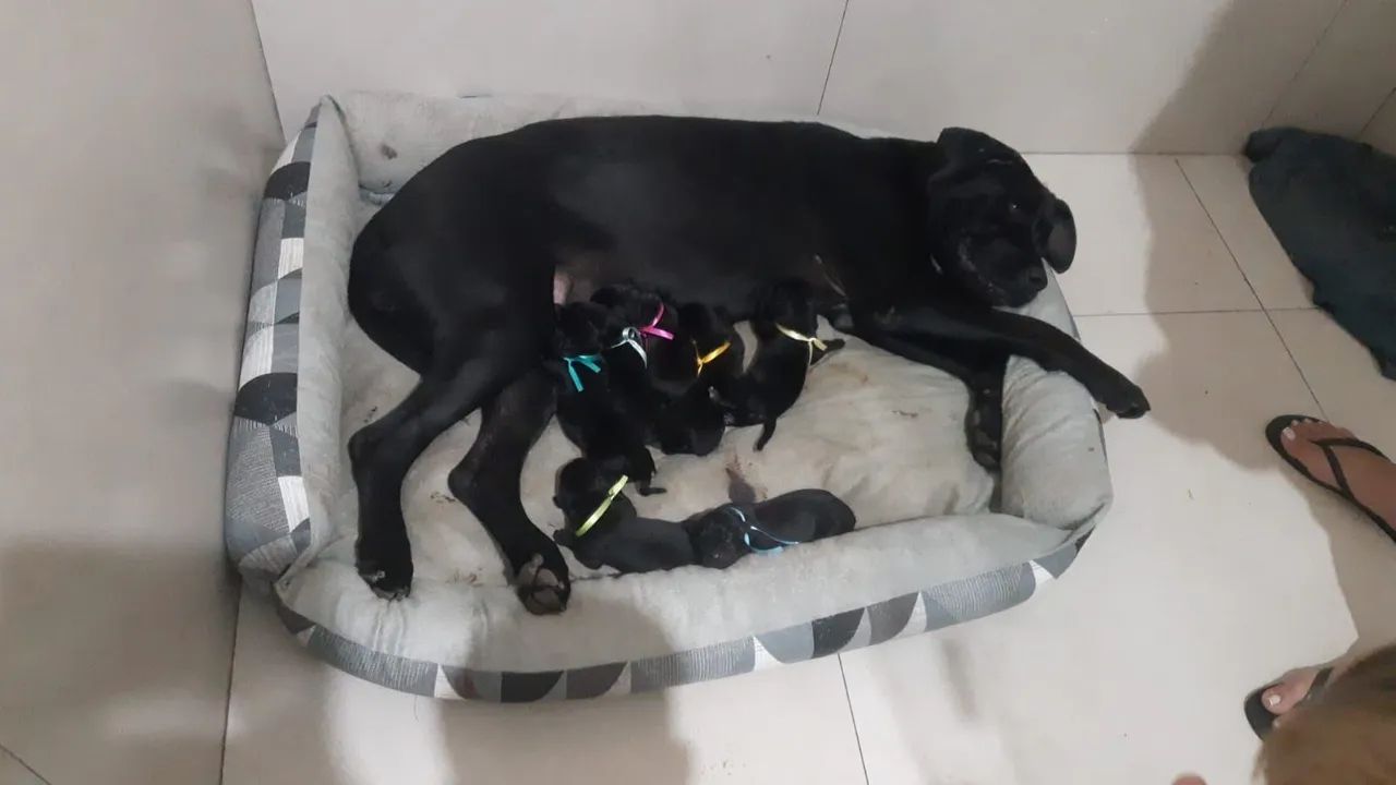 Filhotes de Cane Corso - Foto 2