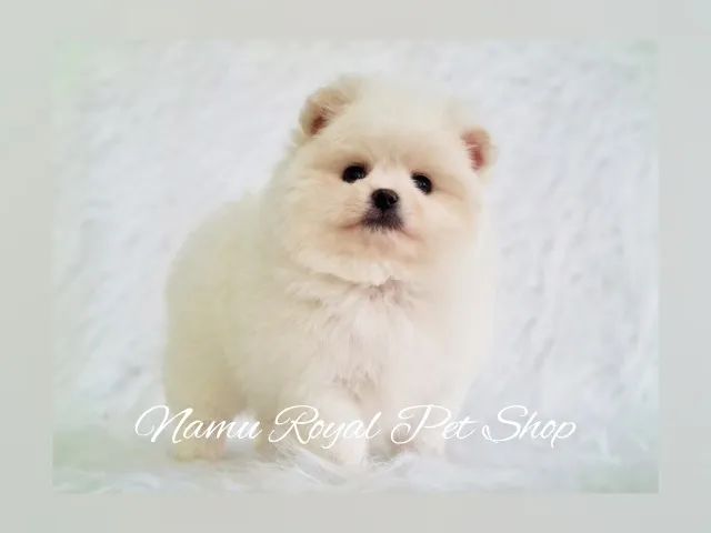 Filhote de Spitz Alemão macho em loja anão